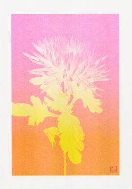 Chrysant nr. 1 / 21 x 29,7 cm