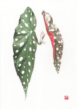 Begonia Maculata / 21 x 29,7 cm