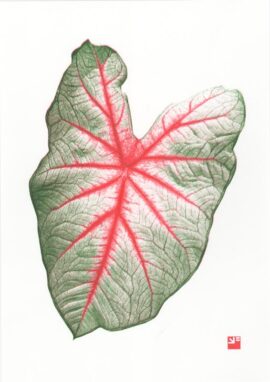 Caladium bicolor / 21 x 29,7 cm