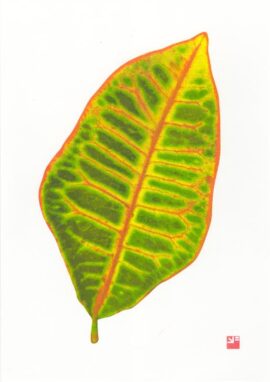 Croton / 21 x 29,7 cm