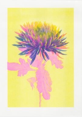 Chrysant nr. 2 / 21 x 29,7 cm riso bloom 2 © VrijFormaat