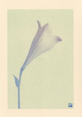 Lelie / 21 x 29,7 cm
