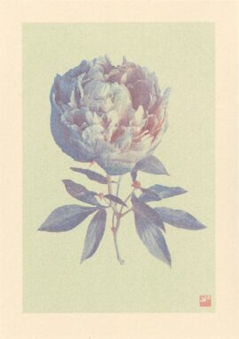 Pioenroos / 21 x 29,7 cm