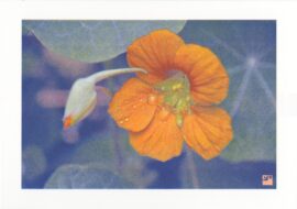 Oostindische kers / 21 x 29,7 cm