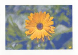 Goudsbloem / 21 x 29,7 cm