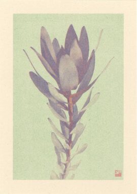 Leucadendron / 21 x 29,7 cm
