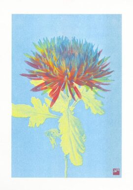 Chrysant nr. 3 / 21 x 29,7 cm