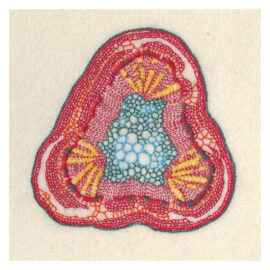Glycine / 14,8 x 14,8 cm