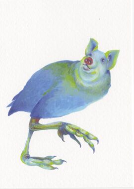 Grunting Coot / 10,5 x 14,8 cm